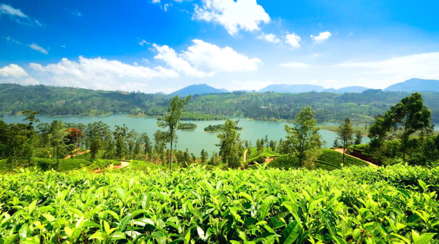 ¿Cuáles son las opciones de vehículos más populares en Nuwara Eliya?